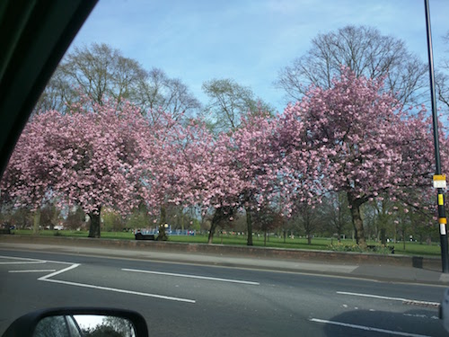 cerisiers en fleur à Birmingham