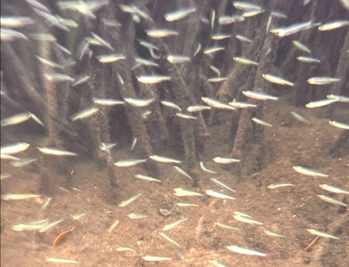 Poissons à biscayne national park