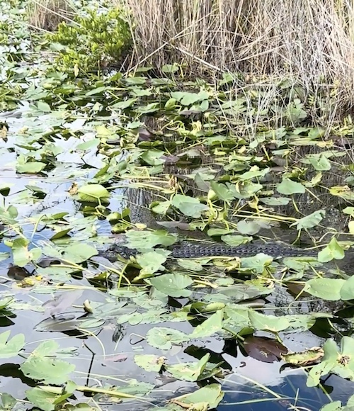 alligator à Ernest Coe aux Everglades