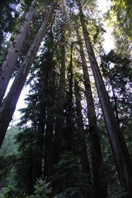 Muir Woods, séquoias