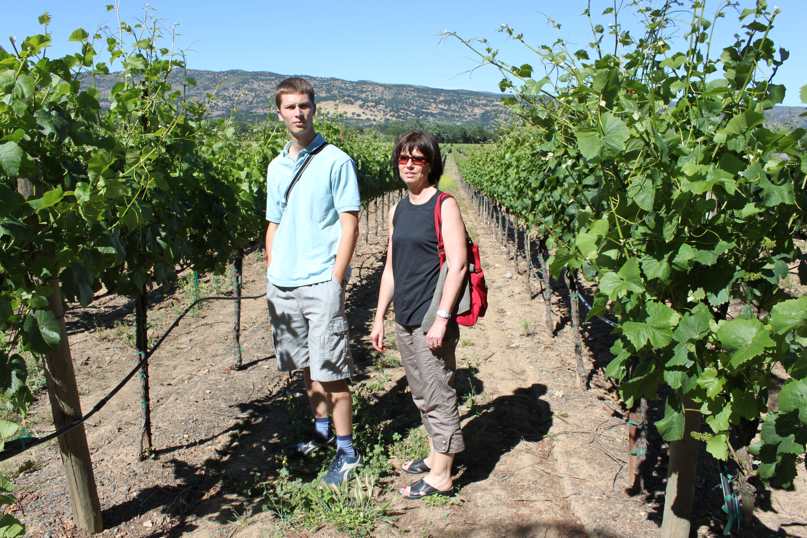 vignes de napa valley, hauteur d'homme